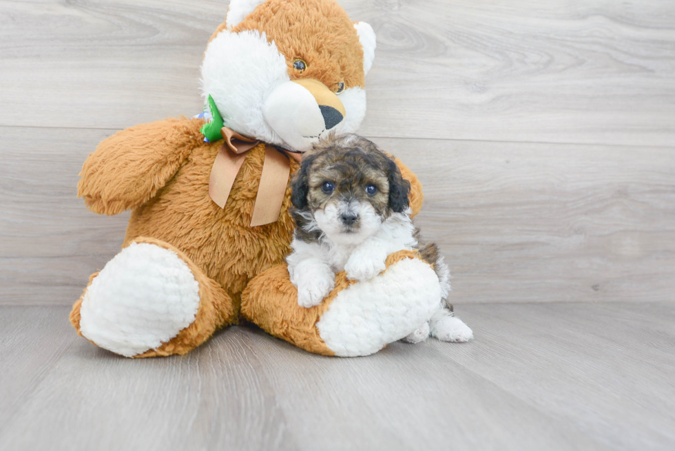 Small Poodle Purebred Pup