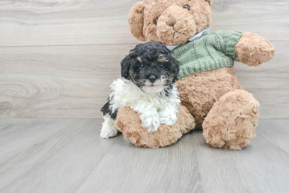 Poodle Pup Being Cute