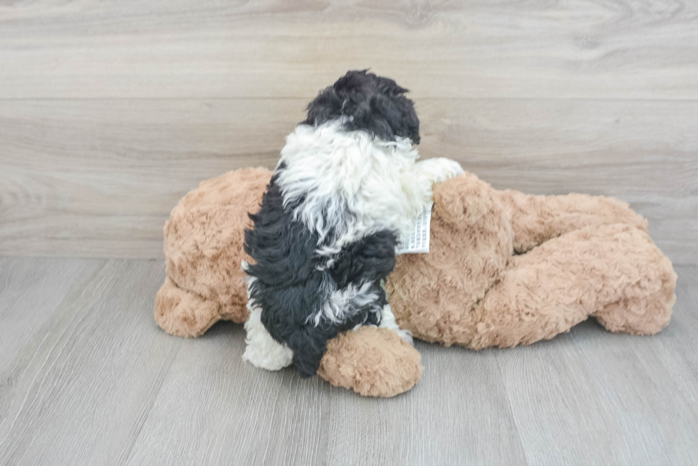 Poodle Puppy for Adoption