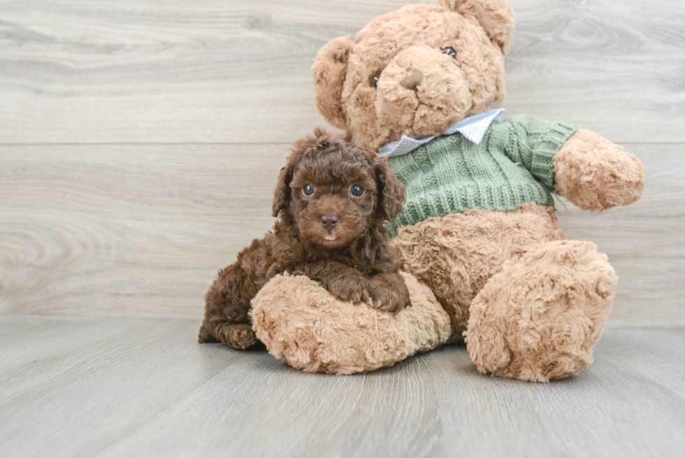 Poodle Puppy for Adoption