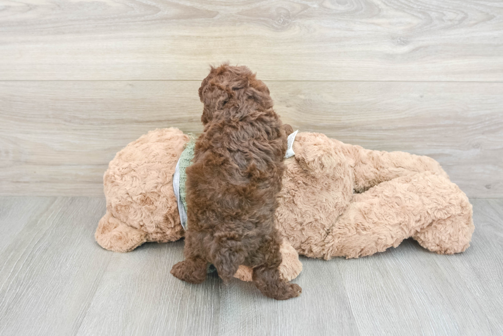 Fluffy Pudel Purebred Puppy