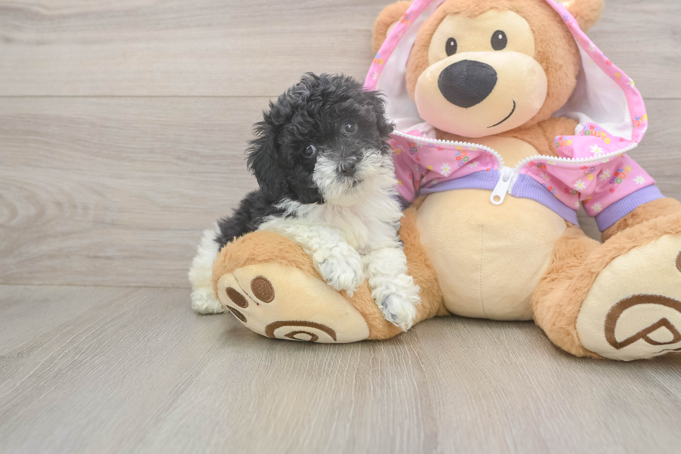 Akc Registered Poodle Baby