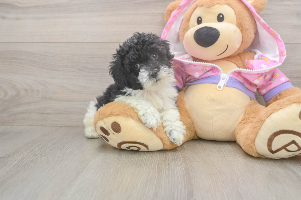 Akc Registered Poodle Baby