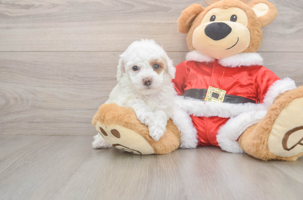 6 week old Poodle Puppy For Sale - Premier Pups
