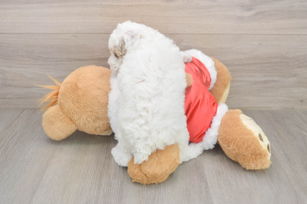 Poodle Puppy for Adoption