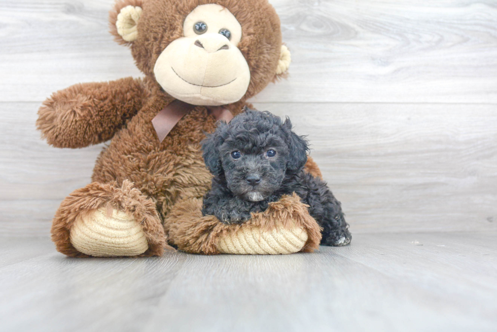 Funny Poodle Purebred Pup