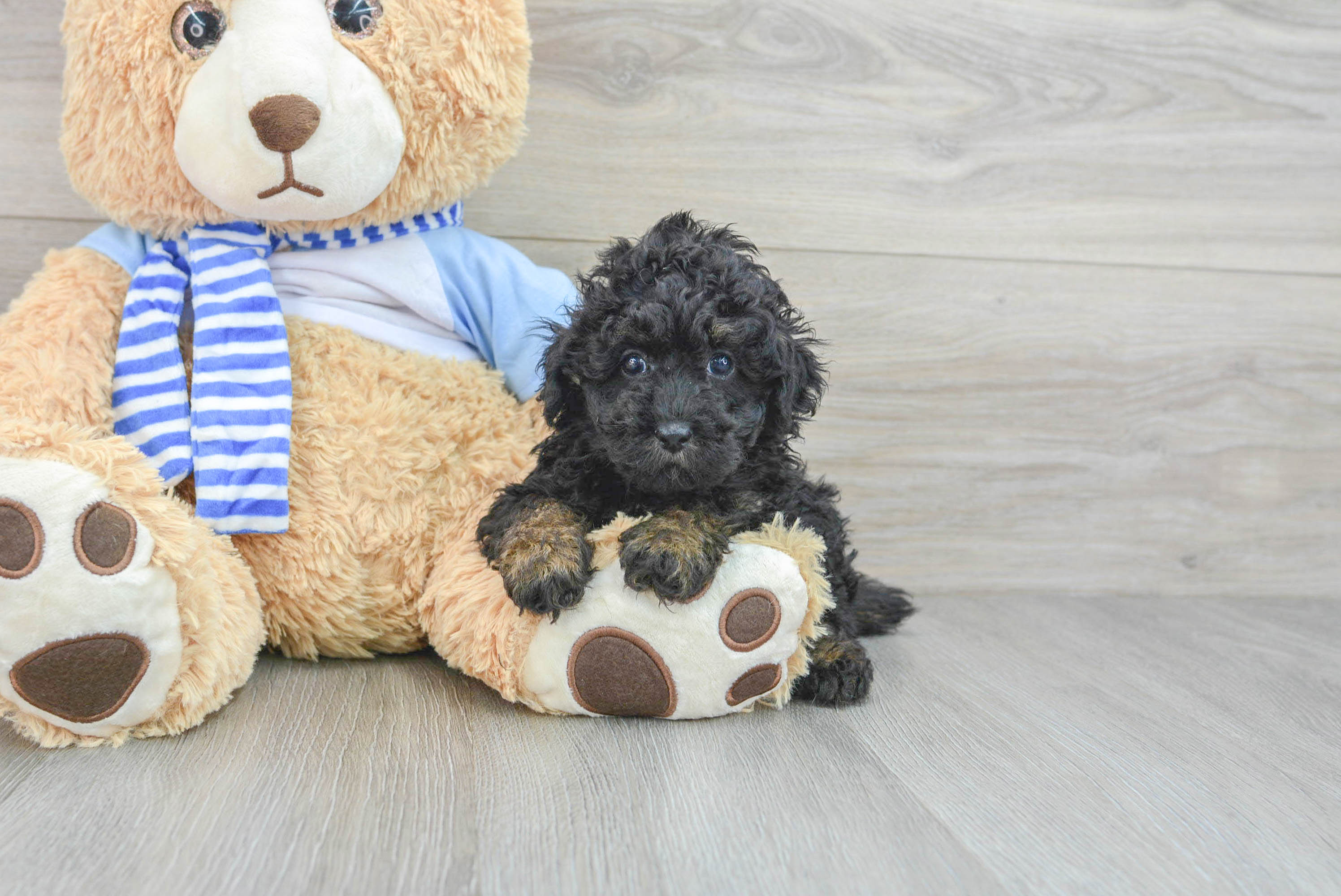Friendly Poodle Purebred Pup