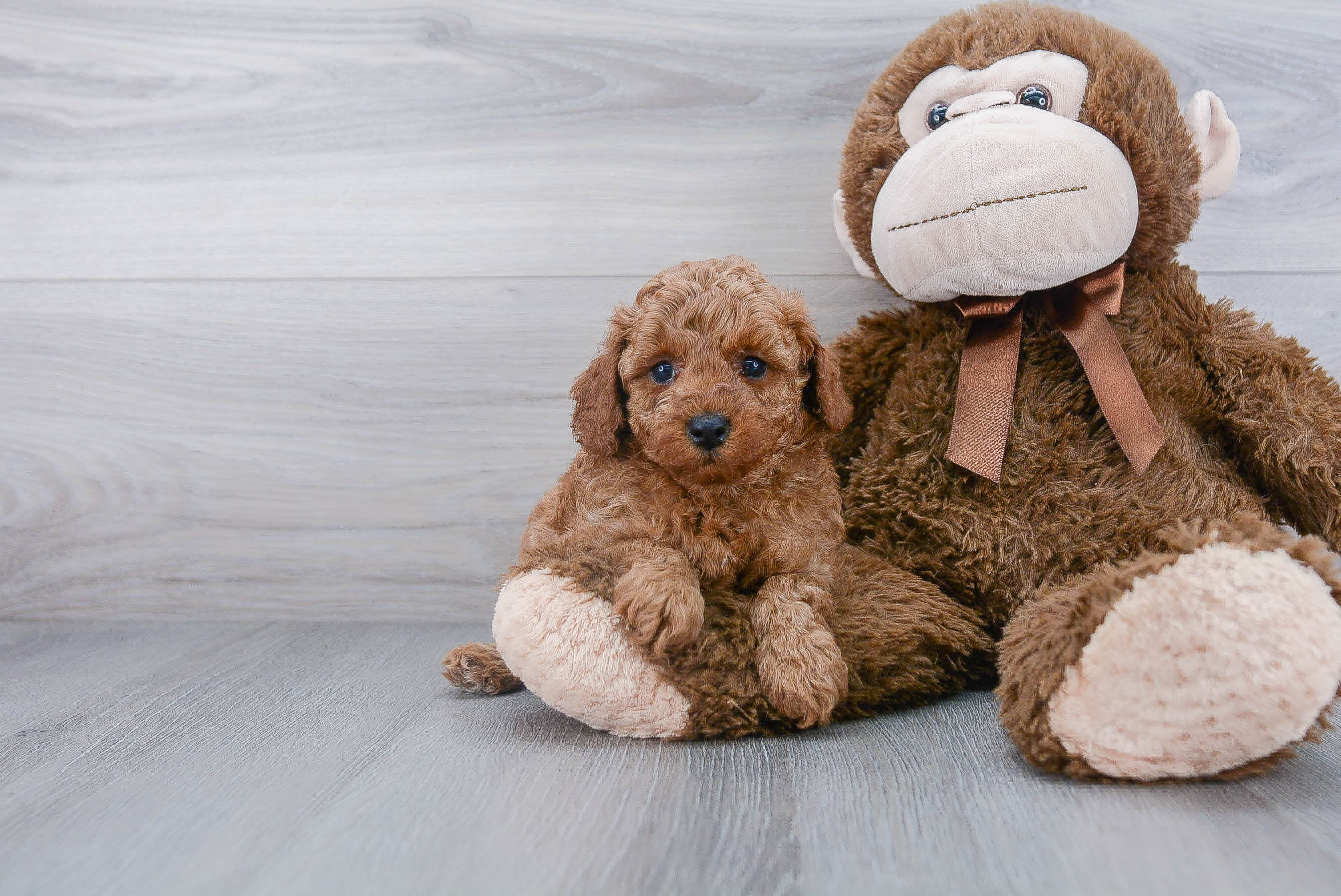 Poodle Pup Being Cute