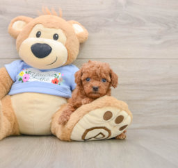 7 week old Poodle Puppy For Sale - Premier Pups