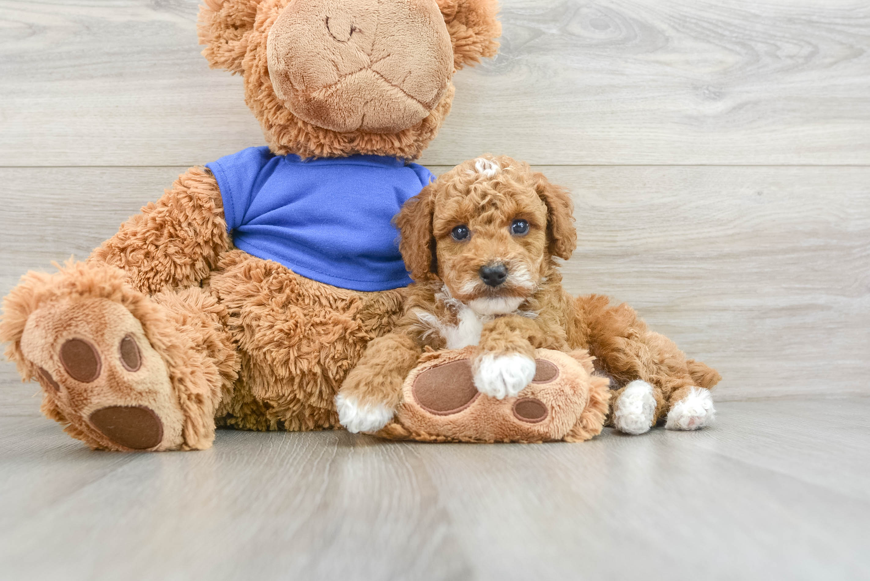 Small Poodle Purebred Pup