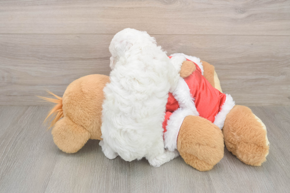 Poodle Pup Being Cute