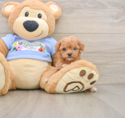 7 week old Poodle Puppy For Sale - Premier Pups