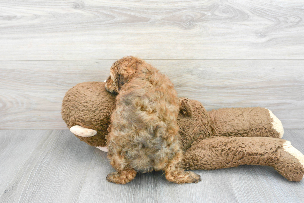 Poodle Puppy for Adoption