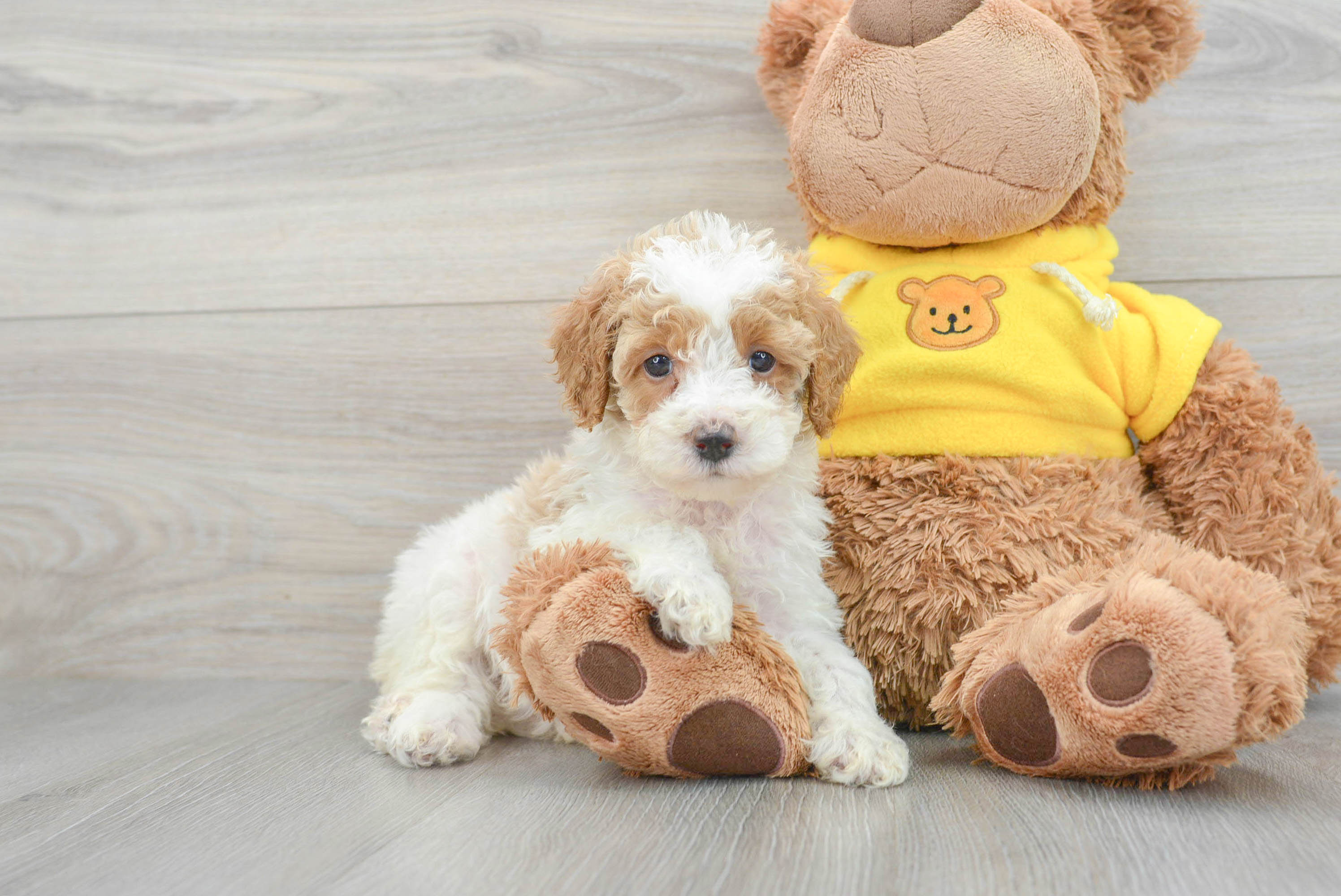 Small Poodle Purebred Pup