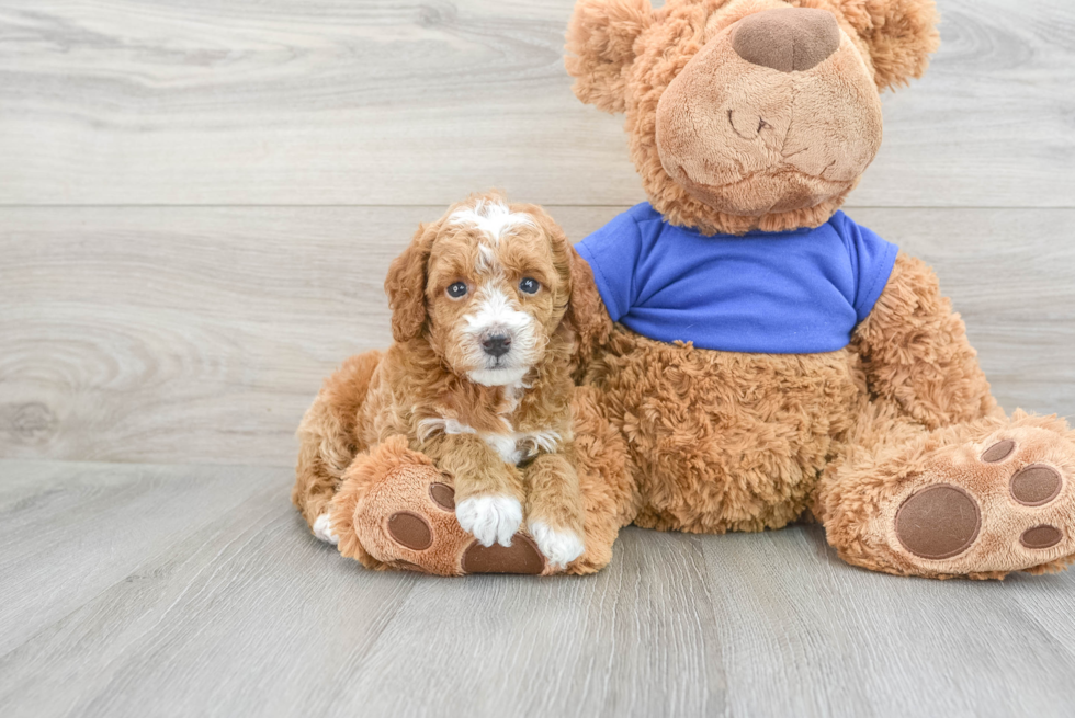 Popular Poodle Purebred Pup