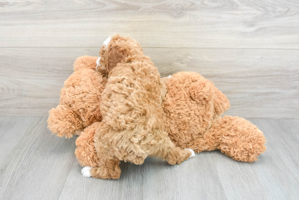 Friendly Poodle Purebred Pup