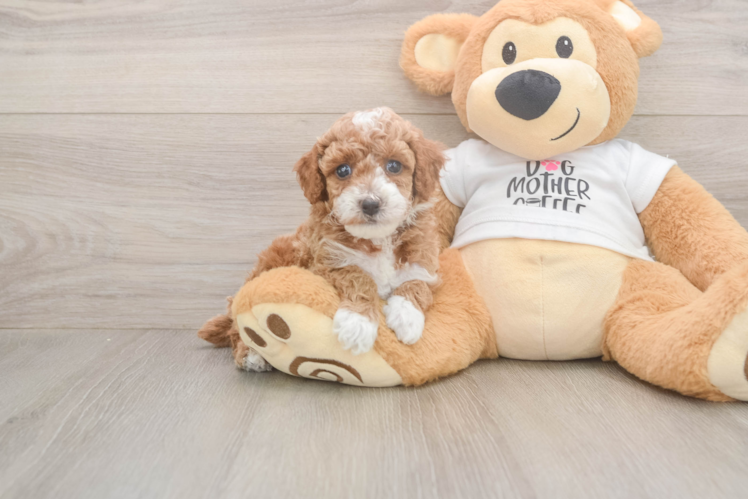 Poodle Puppy for Adoption