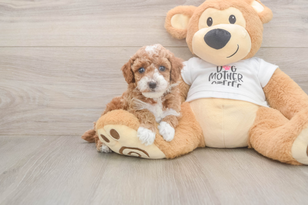 Poodle Puppy for Adoption