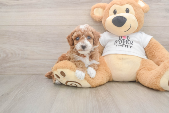 Poodle Puppy for Adoption