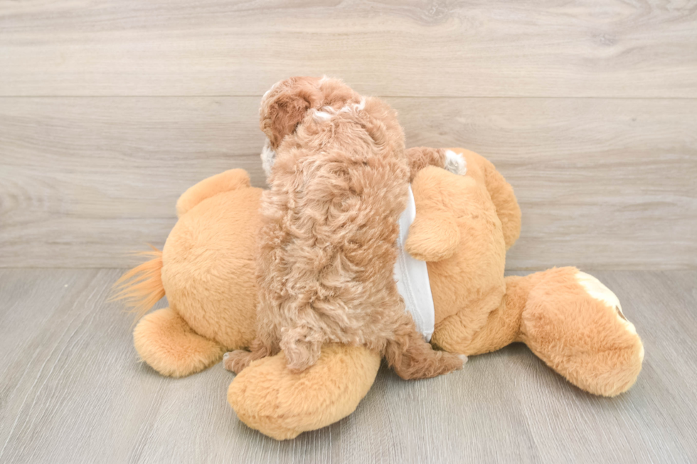 Fluffy Toy Poodle Purebred Puppy