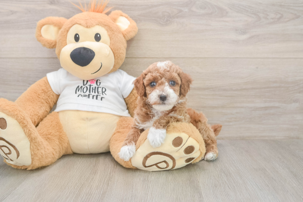 Poodle Puppy for Adoption