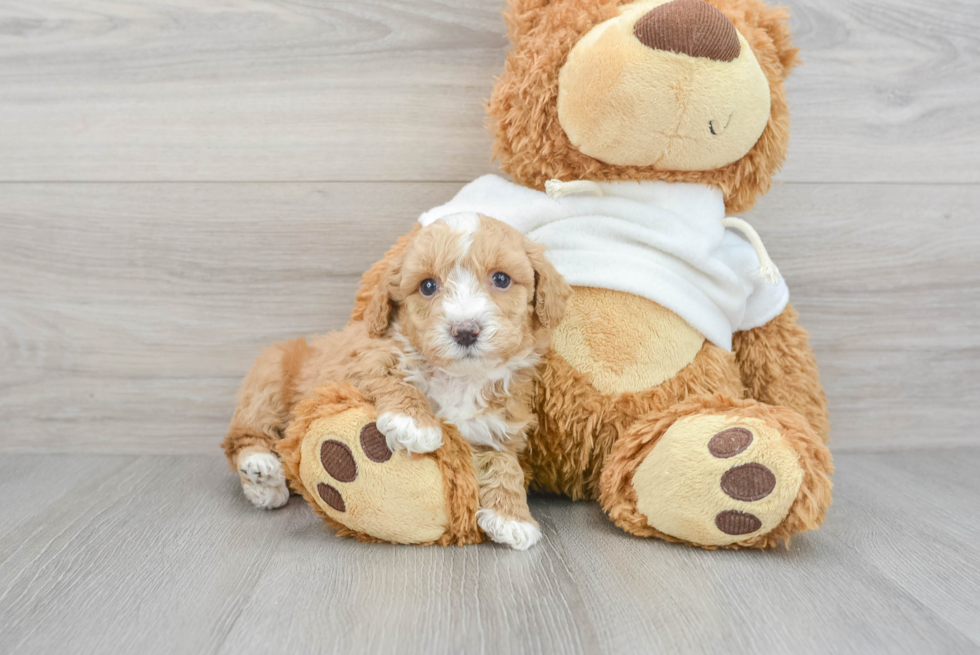 Fluffy Pudle Purebred Puppy