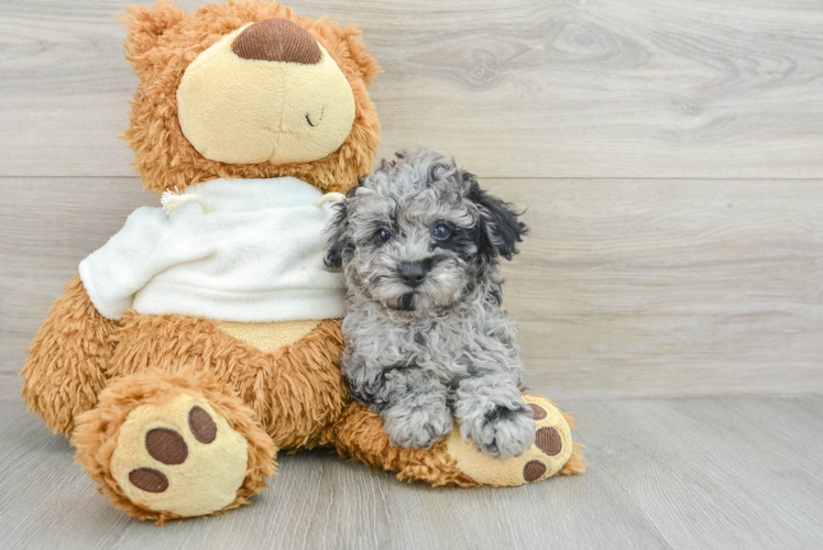 Poodle Puppy for Adoption