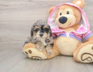 8 week old Poodle Puppy For Sale - Premier Pups