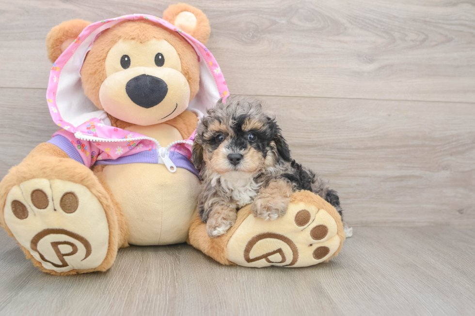 Poodle Puppy for Adoption