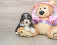 8 week old Poodle Puppy For Sale - Premier Pups