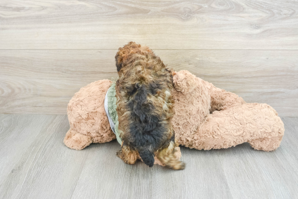 Poodle Puppy for Adoption