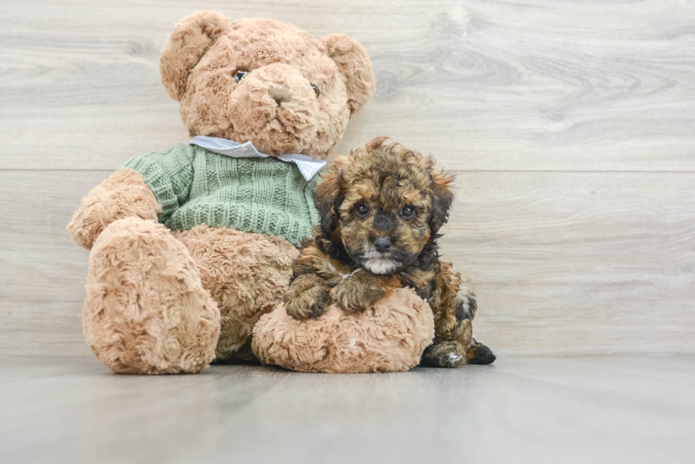 Poodle Pup Being Cute