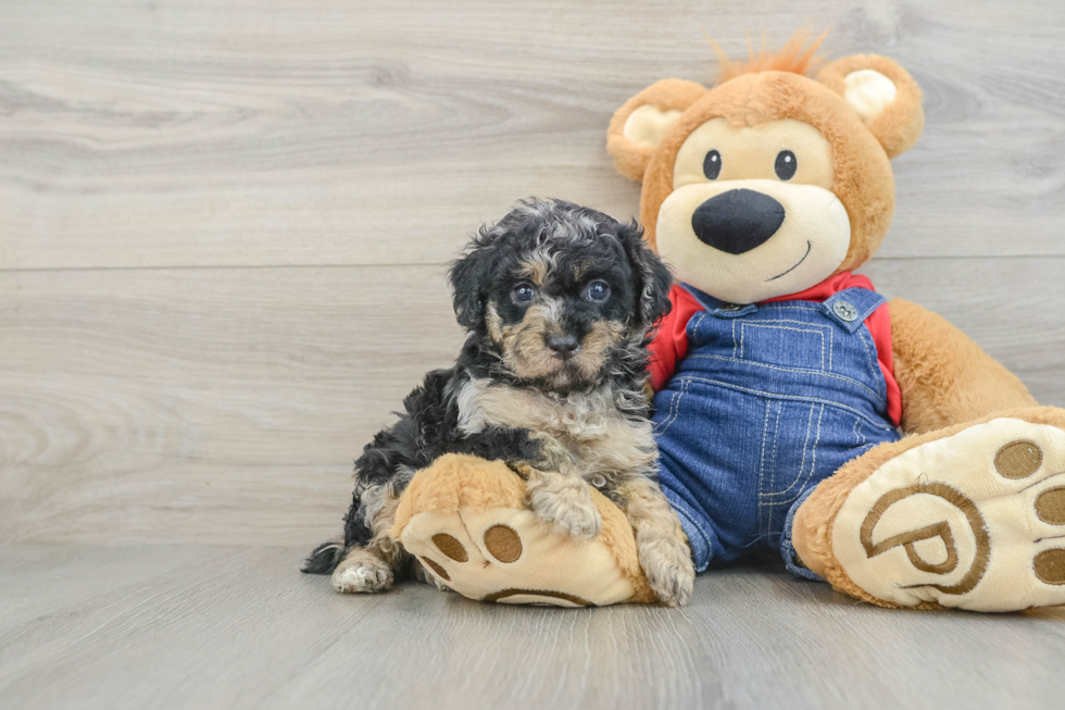 Poodle Puppy for Adoption