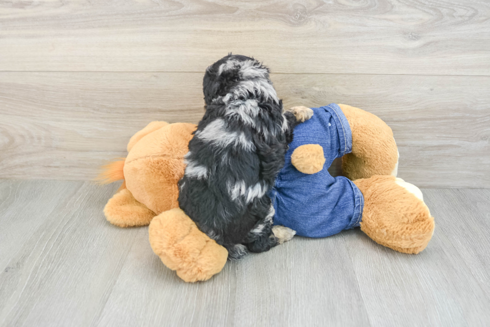 Small Poodle Purebred Pup