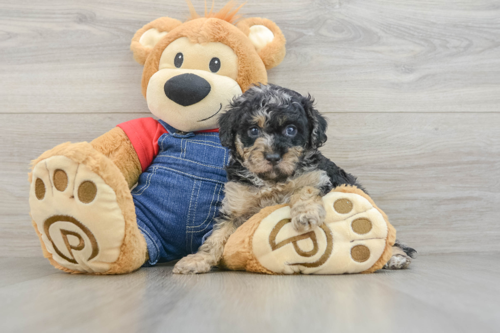 Poodle Puppy for Adoption