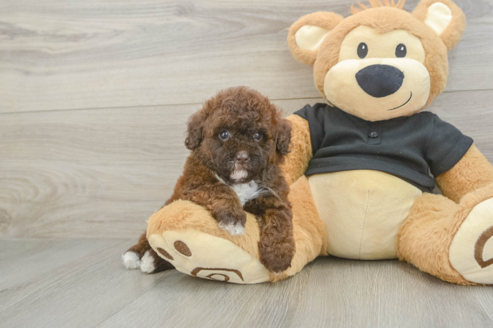 Poodle Puppy for Adoption