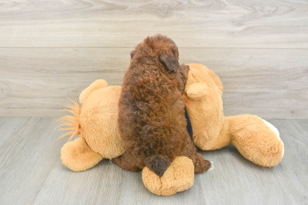 Poodle Puppy for Adoption