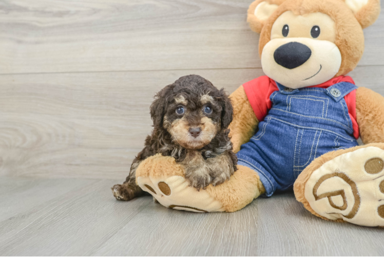 Poodle Pup Being Cute