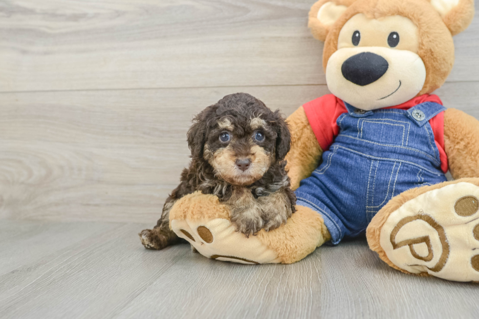Poodle Pup Being Cute