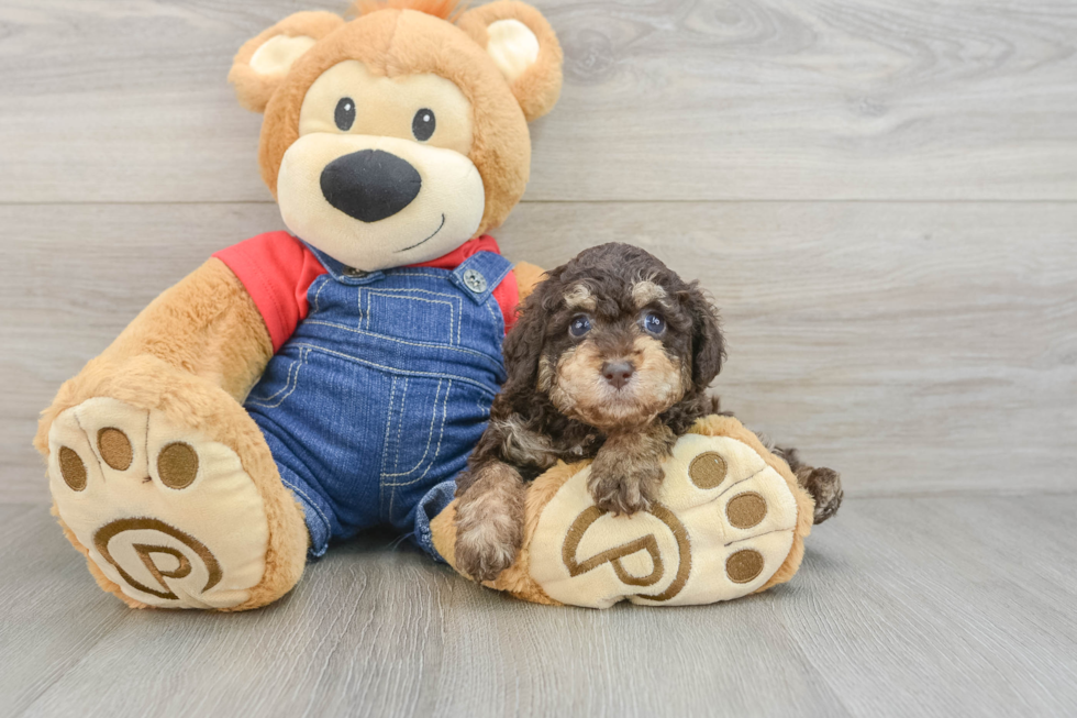 Poodle Puppy for Adoption