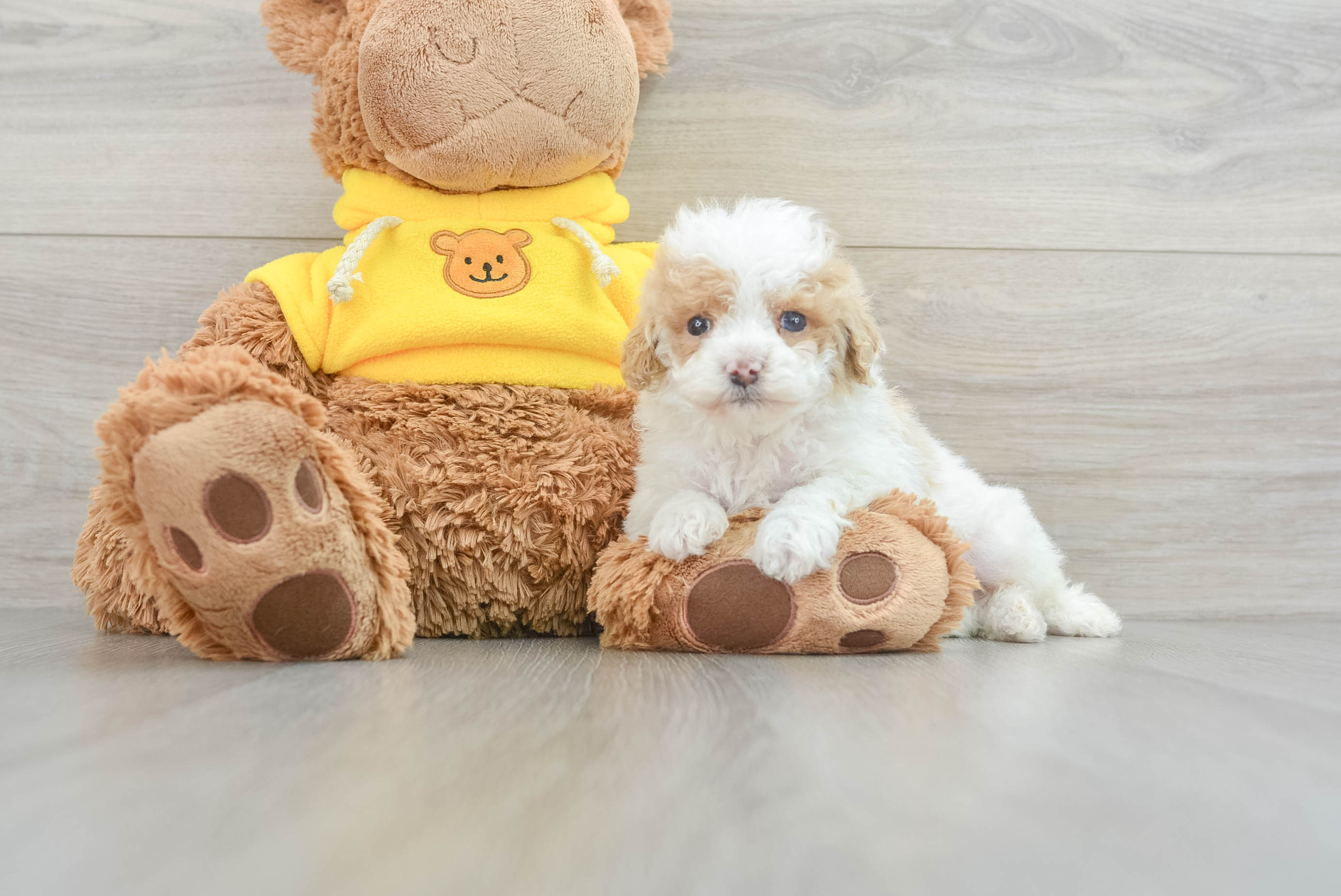 Little Poodle Baby