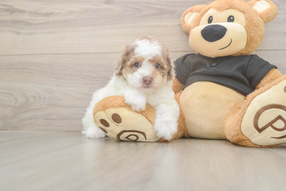 Akc Registered Poodle Purebred Pup