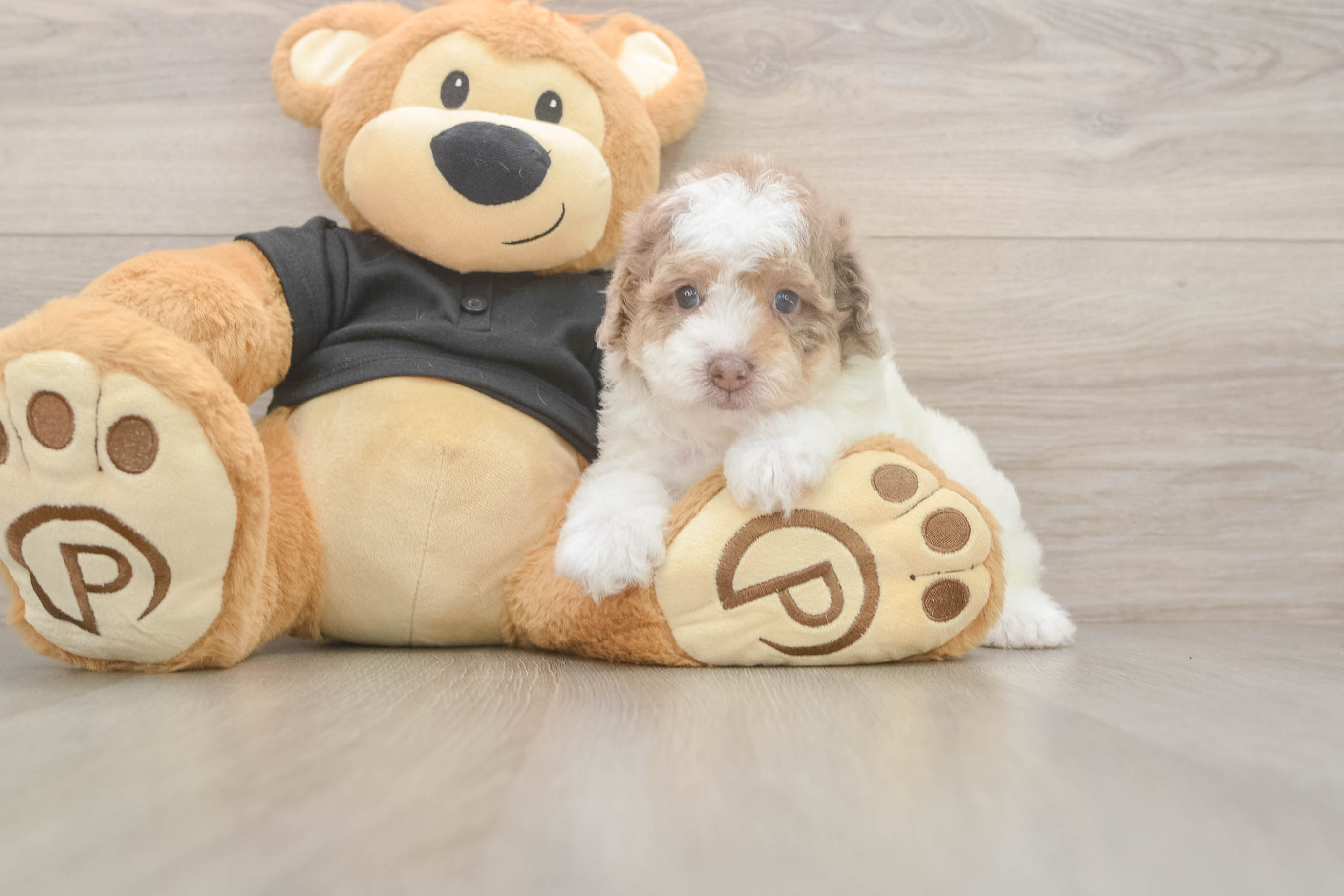 Little Poodle Baby