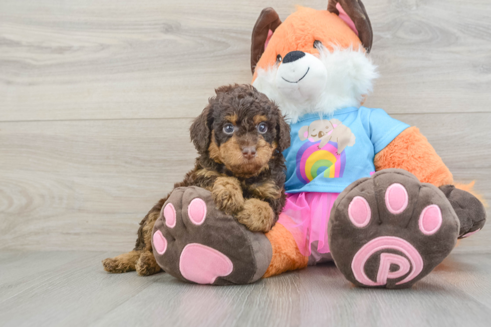 Hypoallergenic Poodle Purebred Pup