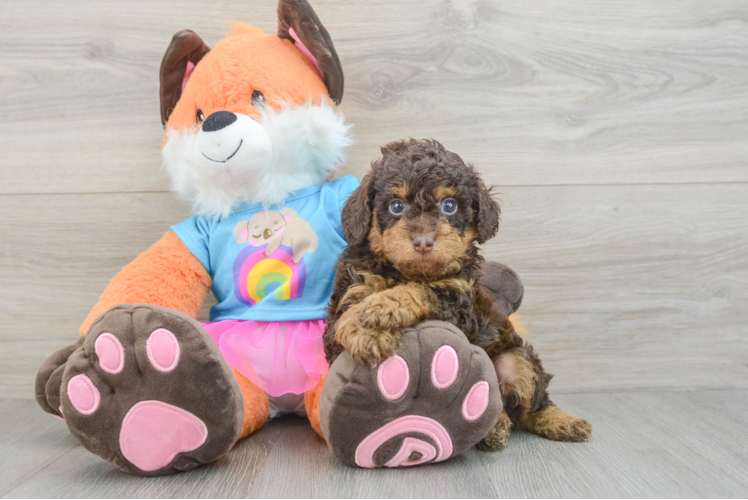 Friendly Poodle Purebred Pup