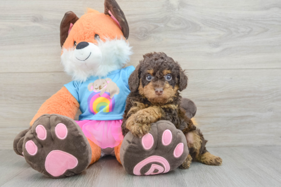 Friendly Poodle Purebred Pup