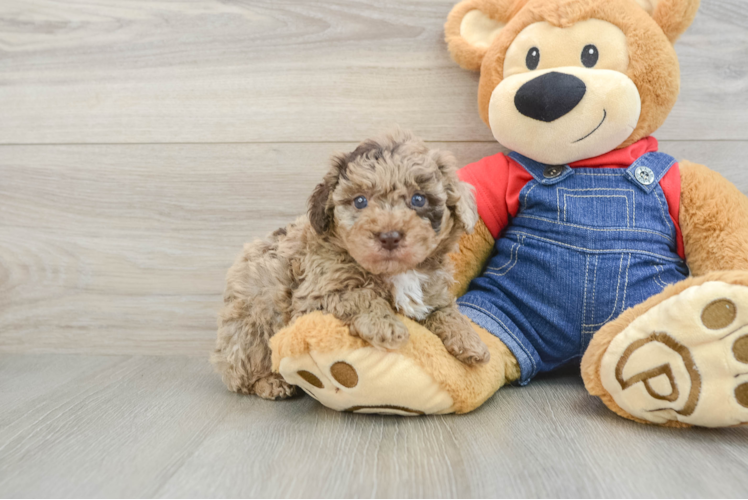 Akc Registered Poodle Purebred Pup