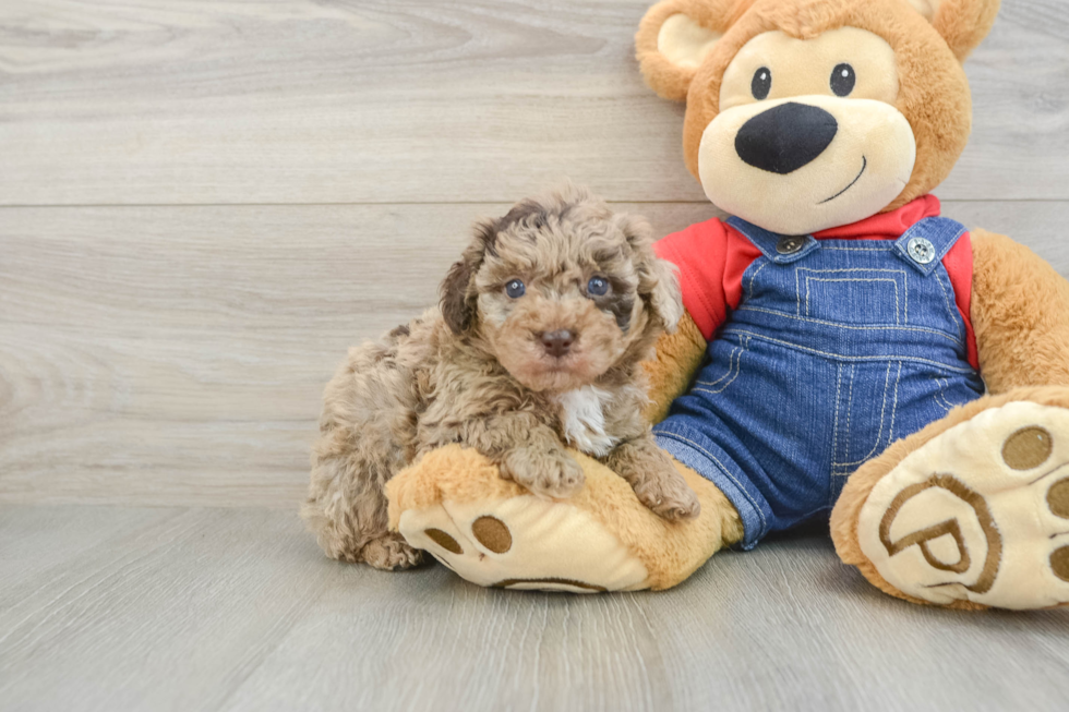 Akc Registered Poodle Purebred Pup