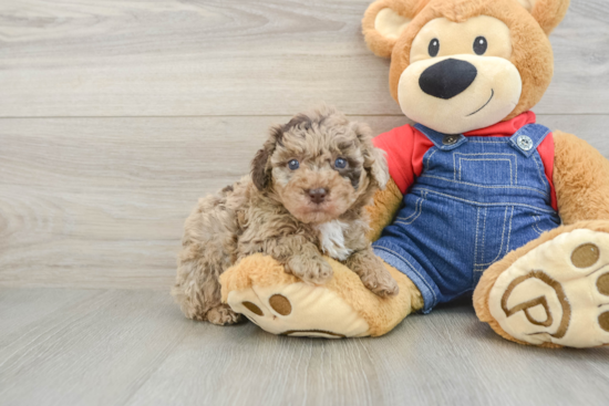 Akc Registered Poodle Purebred Pup