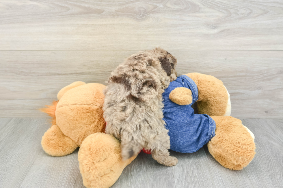 Poodle Pup Being Cute